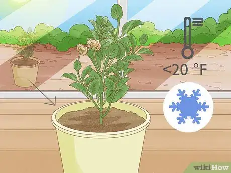 Image titled Grow Lantana Plants Step 14