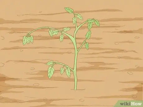 Image titled Determine How Much Water Plants Need Step 12