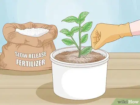 Image titled Revive a Plant Step 17