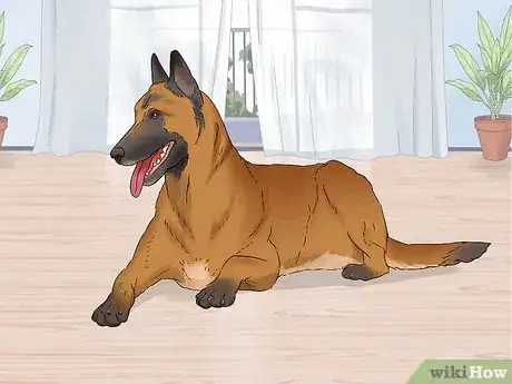 Image titled Identify a Belgian Malinois Step 9