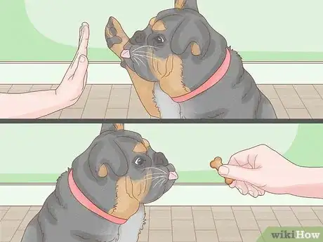 Image titled Make Your Dog More Playful Step 12