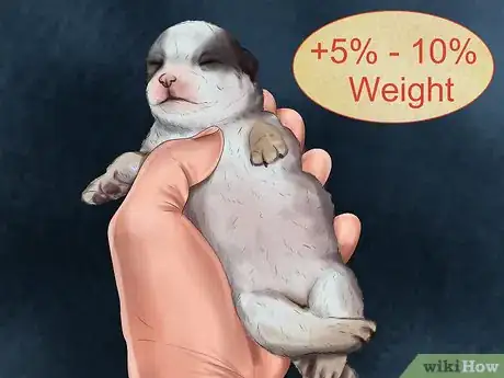 Image titled Check the Weight of Newborn Puppies Step 8