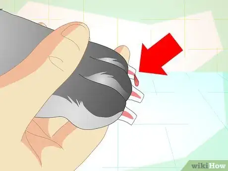 Image titled Trim Your Rabbit's Nails Step 7