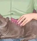 Show Affection to a Cat