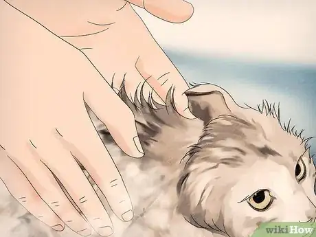 Image titled Shampoo a Kitten for Fleas Step 6