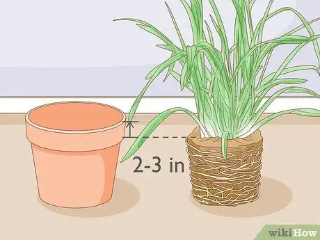 Image titled Grow Cymbidium Orchids Step 14