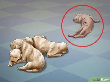 Image titled Help Your Dog After Giving Birth Step 21