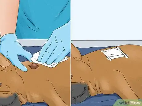 Image titled Treat a Ruptured Cyst on a Dog Step 9