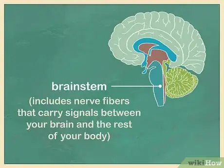 Image titled Study the Brain Step 3