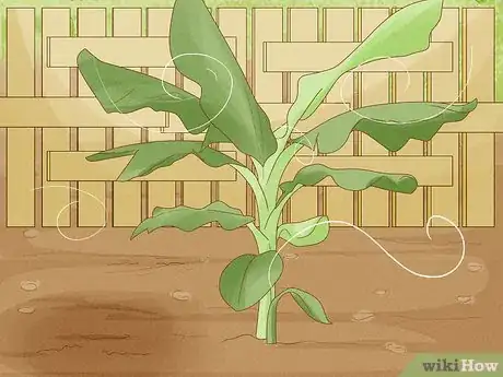 Image titled Grow Plantains Step 11