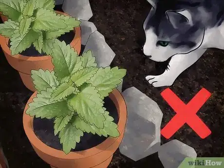 Image titled Grow Catnip Step 10