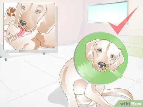 Image titled Neuter a Dog Step 9