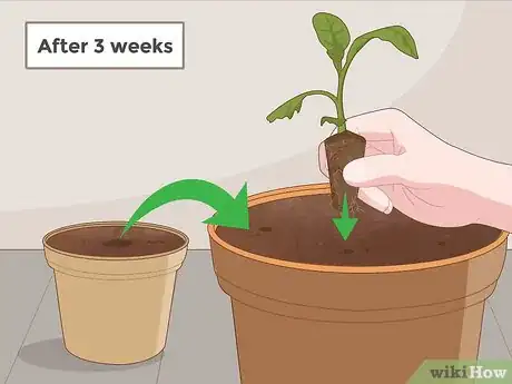 Image titled Grow Tobacco Step 5