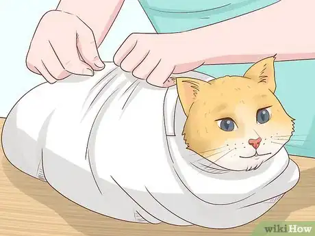 Image titled Prepare Your Cat for a Blood Test Step 10