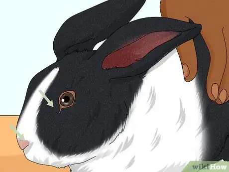 Image titled Groom a Rabbit Step 11