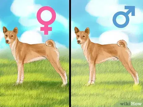 Image titled Identify a Basenji Dog Step 3