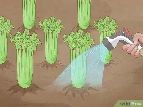 Image titled Grow Celery Step 15