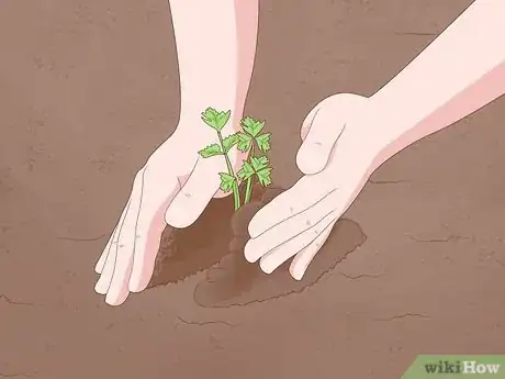 Image titled Grow Celery Step 11