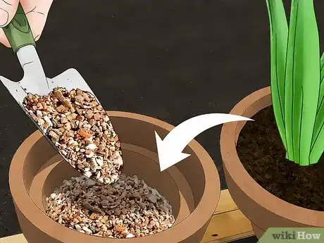 Image titled Grow Tulips in Pots Step 16