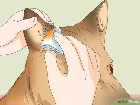 Image titled Care for a Dog's Torn Ear Step 2