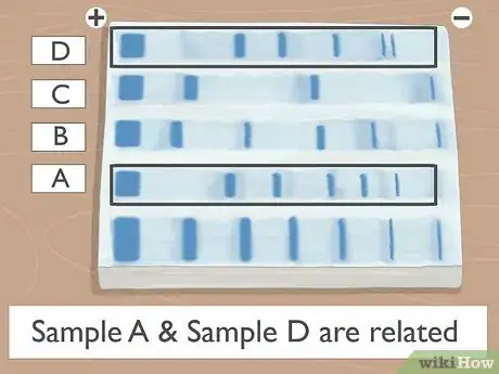 Image titled Read Gel Electrophoresis Bands Step 9