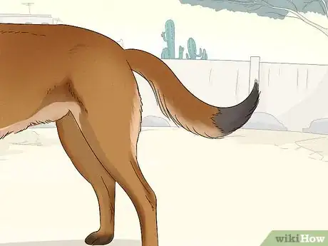 Image titled Identify a Belgian Malinois Step 6