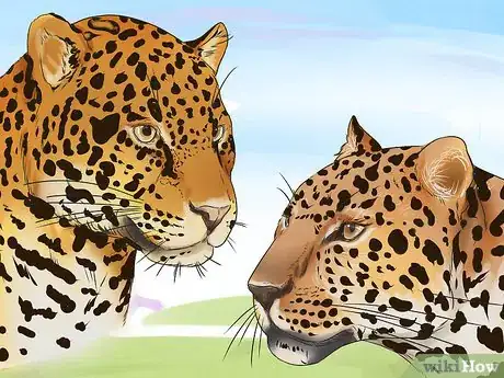 Image titled Tell a Jaguar from a Leopard Step 2