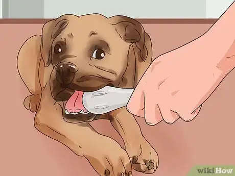 Image titled Stop a Boxer Dog from Biting Step 7