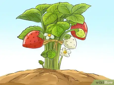 Image titled Identify Farm Crops Step 14