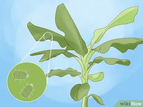 Image titled Grow Plantains Step 16