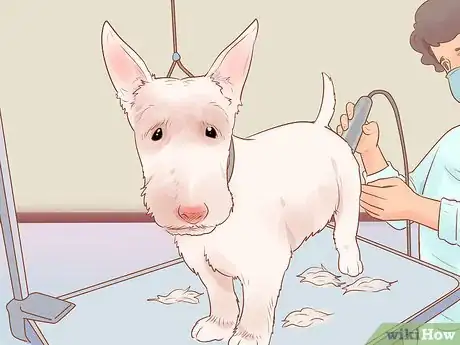 Image titled Groom a Scottish Terrier Step 14