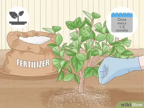 Image titled Fertilize a Citrus Tree Step 1