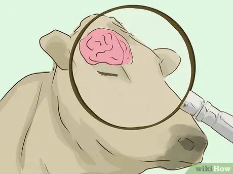 Image titled Avoid Mad Cow Disease Step 5