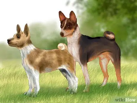 Image titled Identify a Basenji Dog Step 4