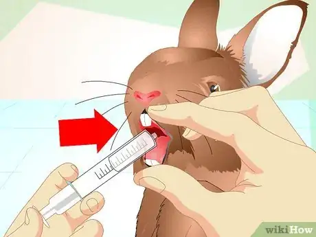 Image titled Deliver Oral Medication to Rabbits Step 17