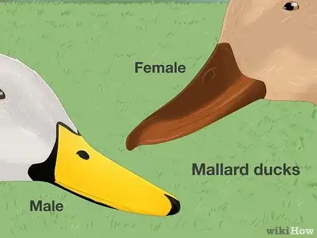 Image titled Tell the Difference Between Male and Female Ducks Step 2