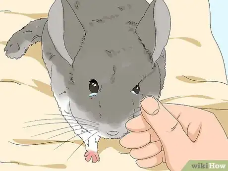 Image titled Treat Eye Irritations in Chinchillas Step 1