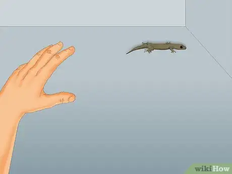 Image titled Catch a Lizard Without Using a Trap Step 2