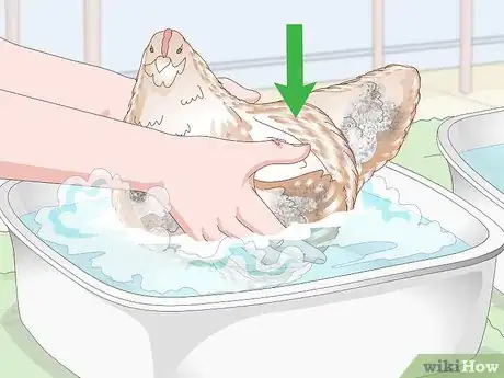 Image titled Bathe a Chicken Step 7