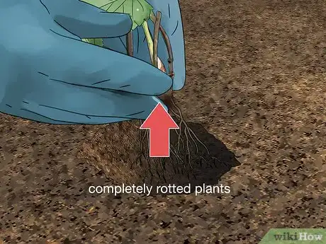 Image titled Fix Root Rot Step 9