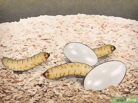 Image titled Breed Waxworms Step 18