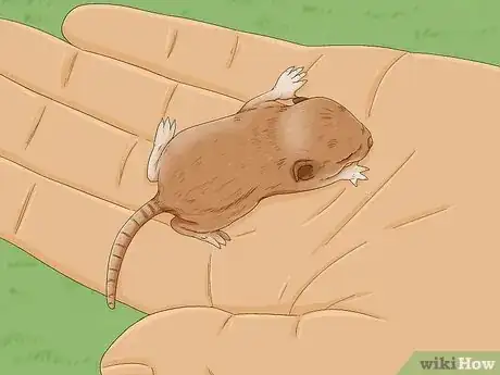 Image titled Tame Your Gerbils Step 12