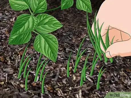 Image titled Grow Green Beans Step 17