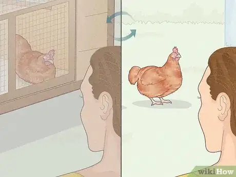 Image titled Earn Your Chicken's Trust Step 14