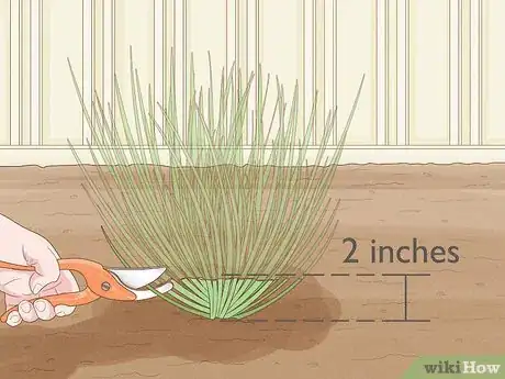 Image titled Grow Chives Step 18