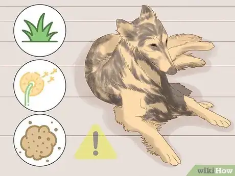 Image titled Solve Your Dog's Skin and Scratching Problems Step 13