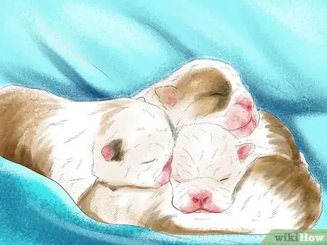 Image titled Spot Health Problems in Newborn Puppies Step 12