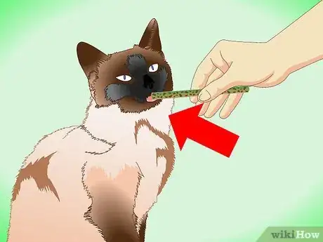 Image titled Groom a Siamese Cat Step 10