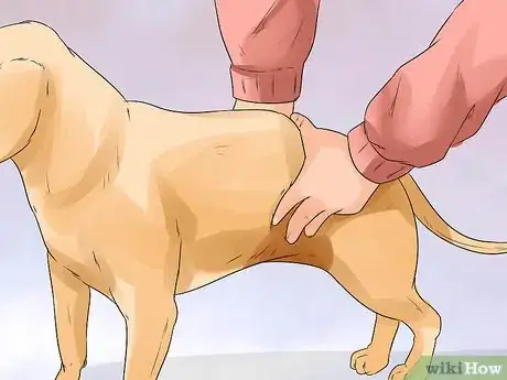 Image titled Help a Female Dog Who Is Injured Urinate Step 4