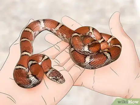 Image titled Care for a Milk Snake Step 12